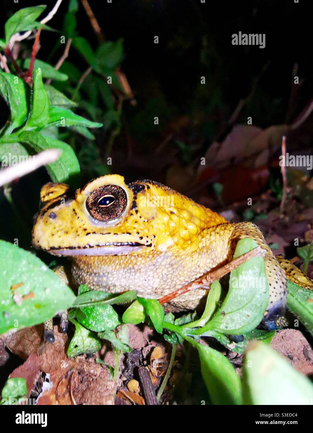 A close encounter with an Asian common toad. - Smartphone Captured Stock Image