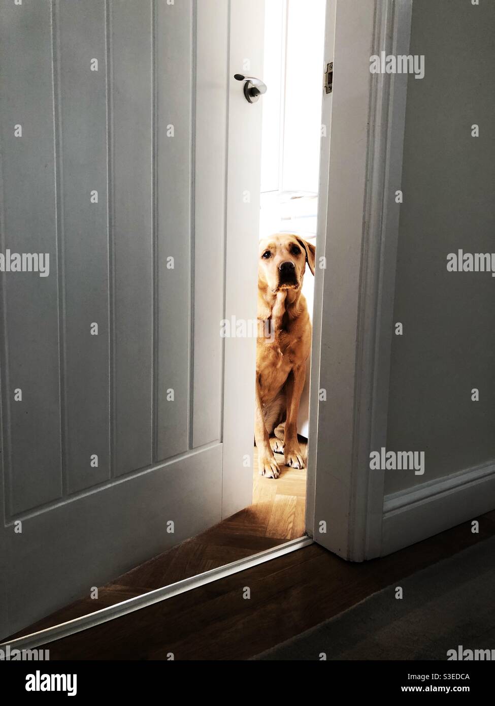 A home alone pet dog peeking from behind a half open door hoping for