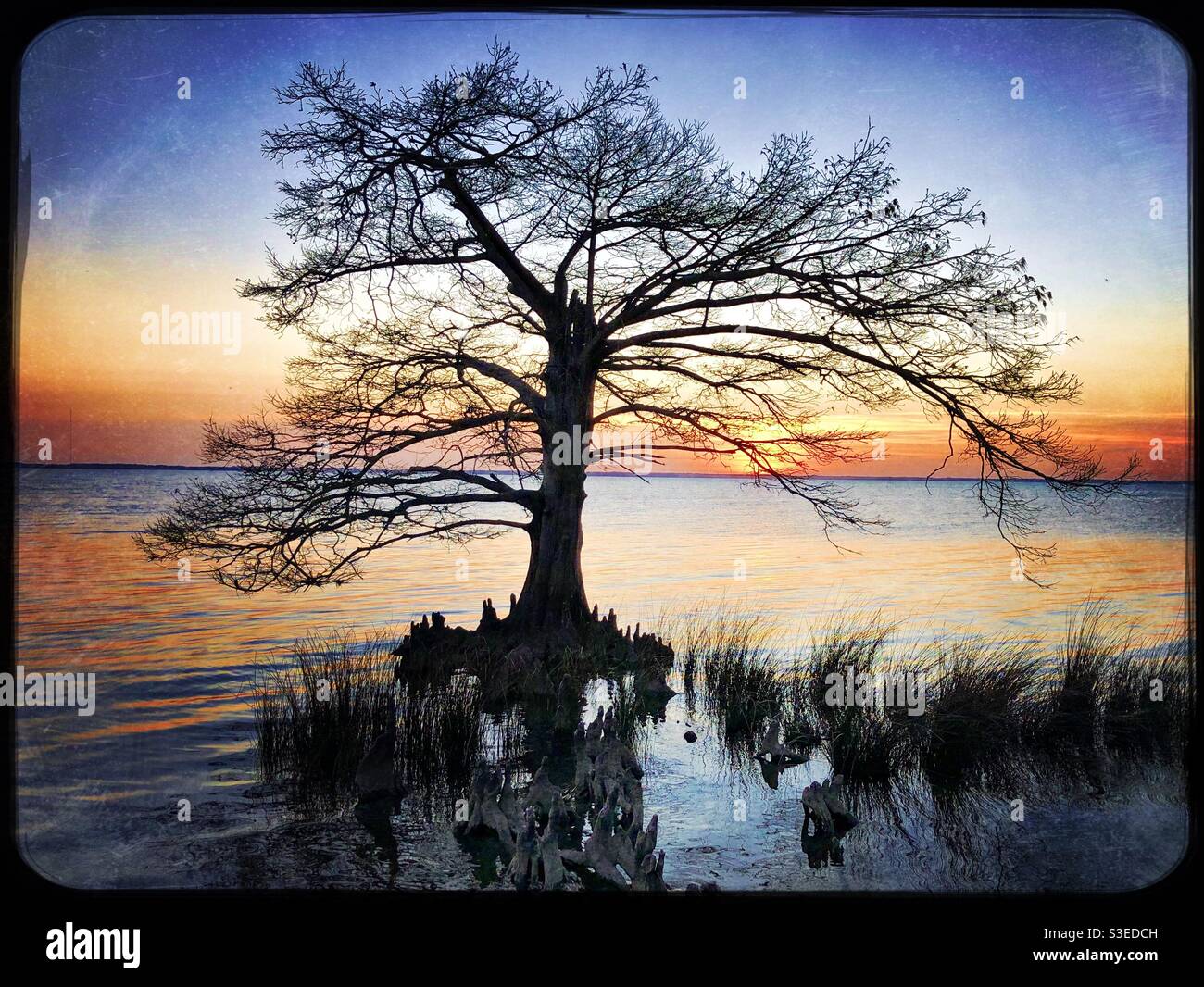 Cypress tree in water at sunset - Smartphone Captured Stock Image