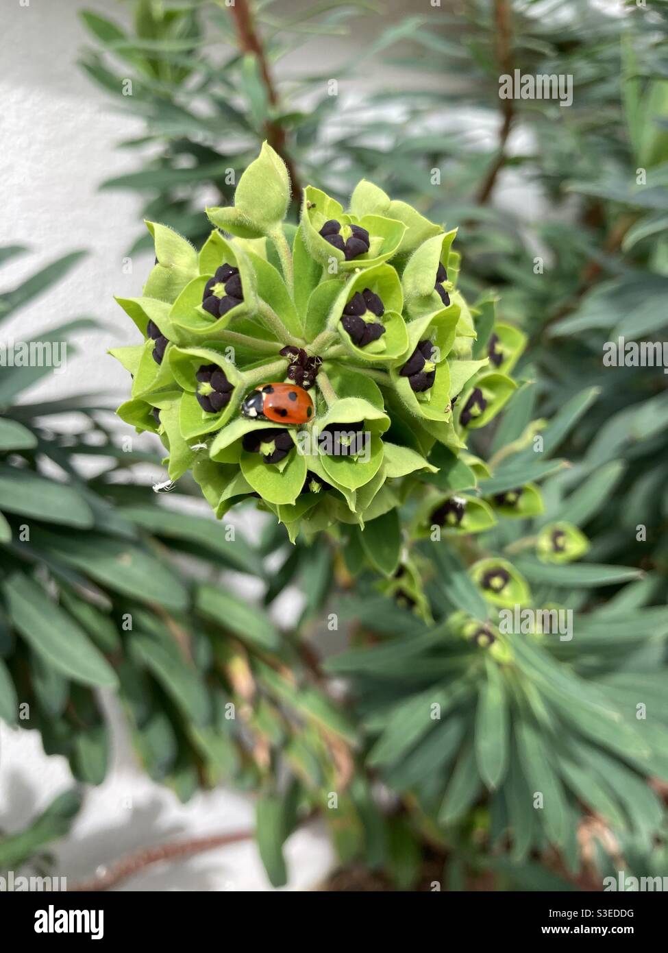 Ladybird perched on an Albanian spurge plant Stock Photo