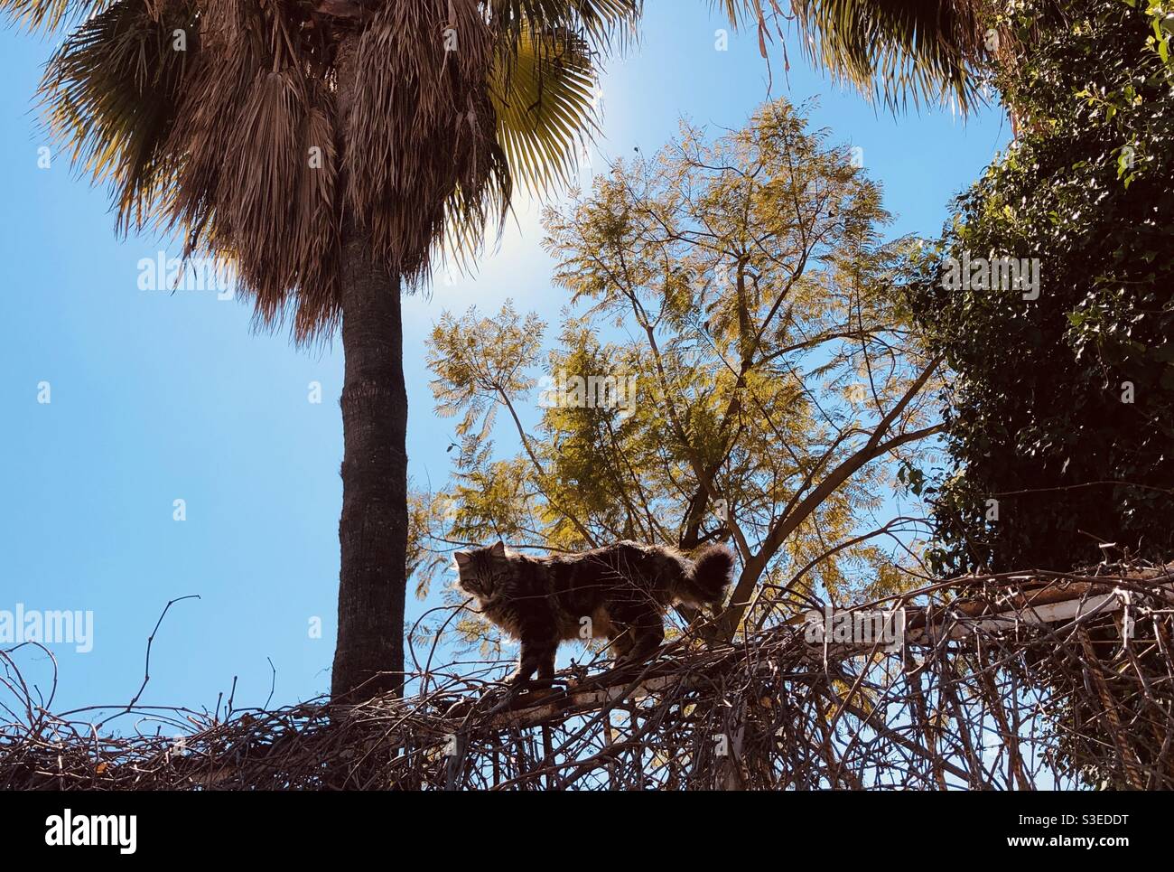 Stray cat walking  on fence against green Filioque and trees - Smartphone Captured Stock Image