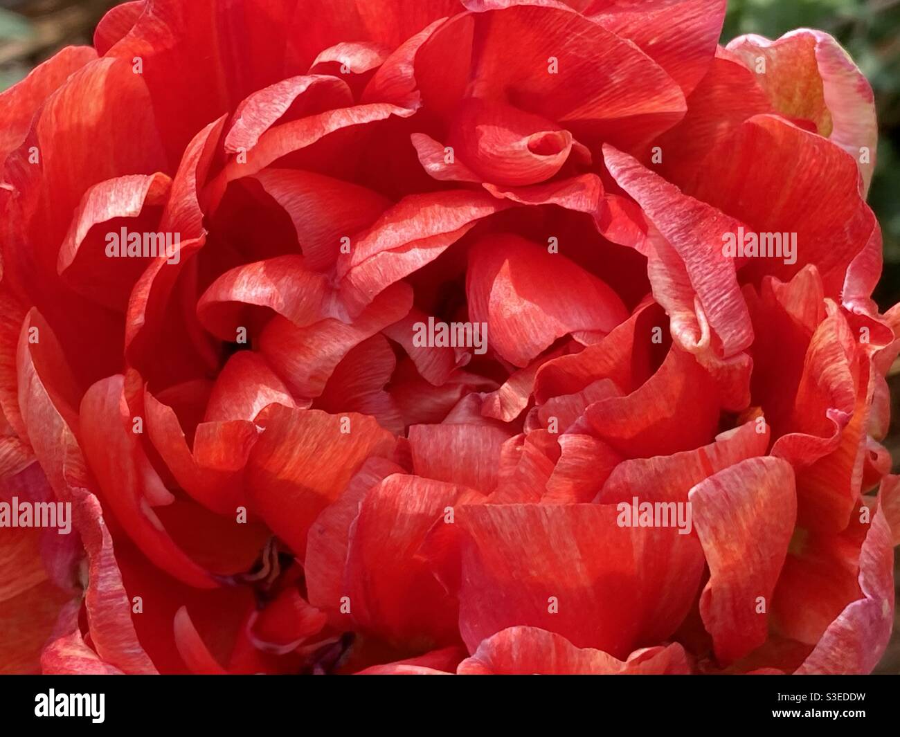 Gorgeous Double Red Frilly Tulip Stock Photo