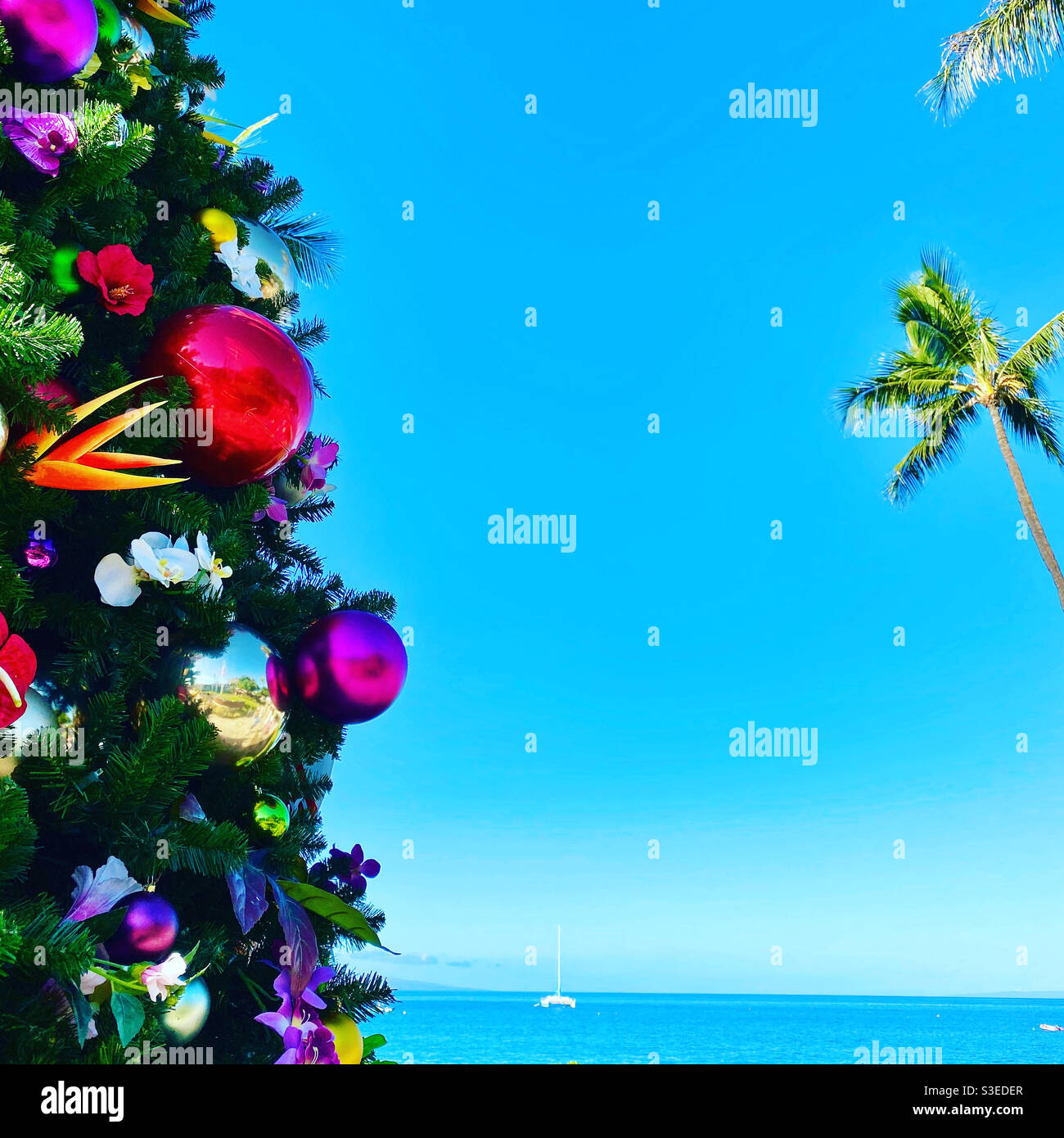 Christmas in Hawaii Stock Photo Alamy