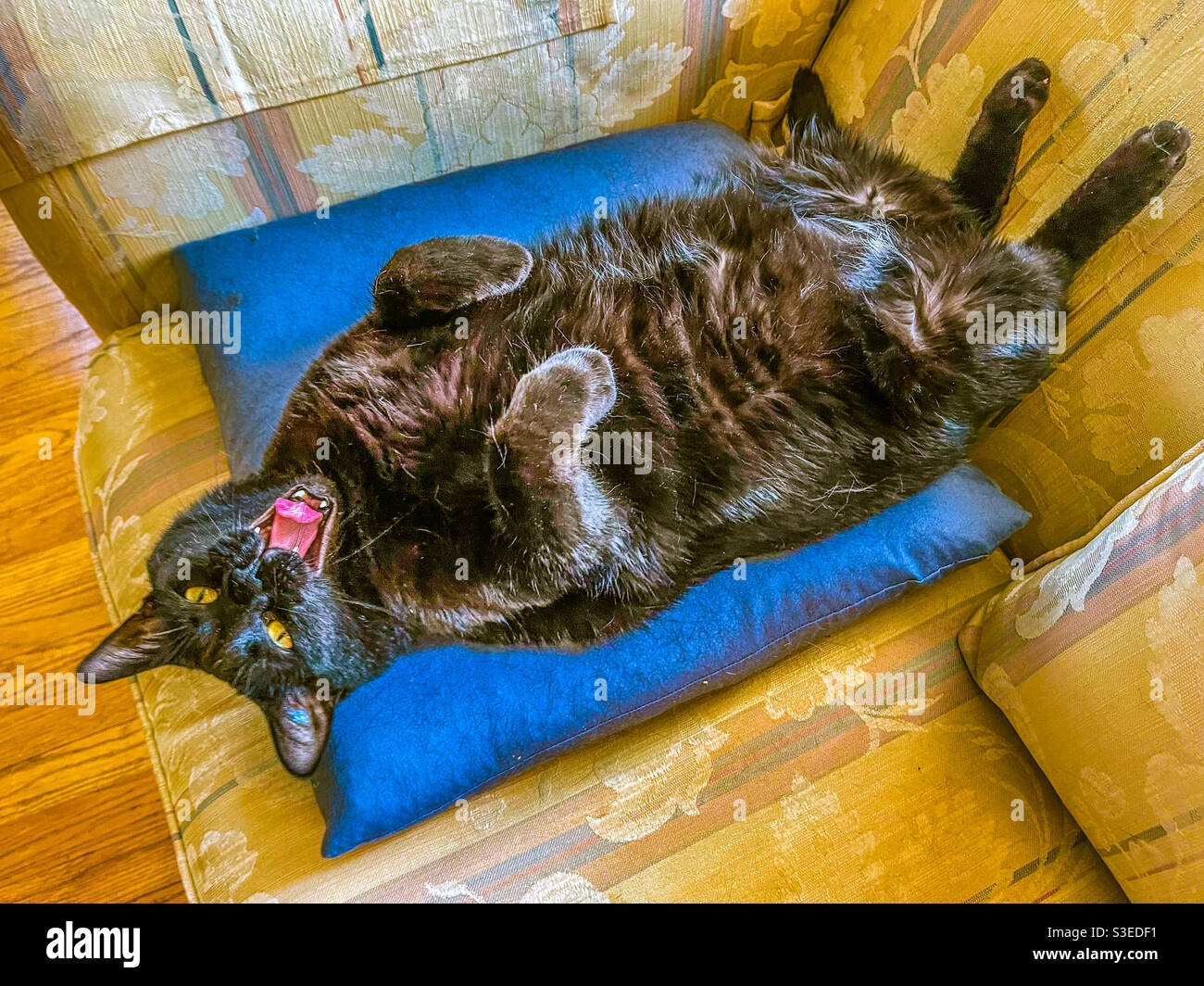 Black cat lying on his back yawning. Stock Photo
