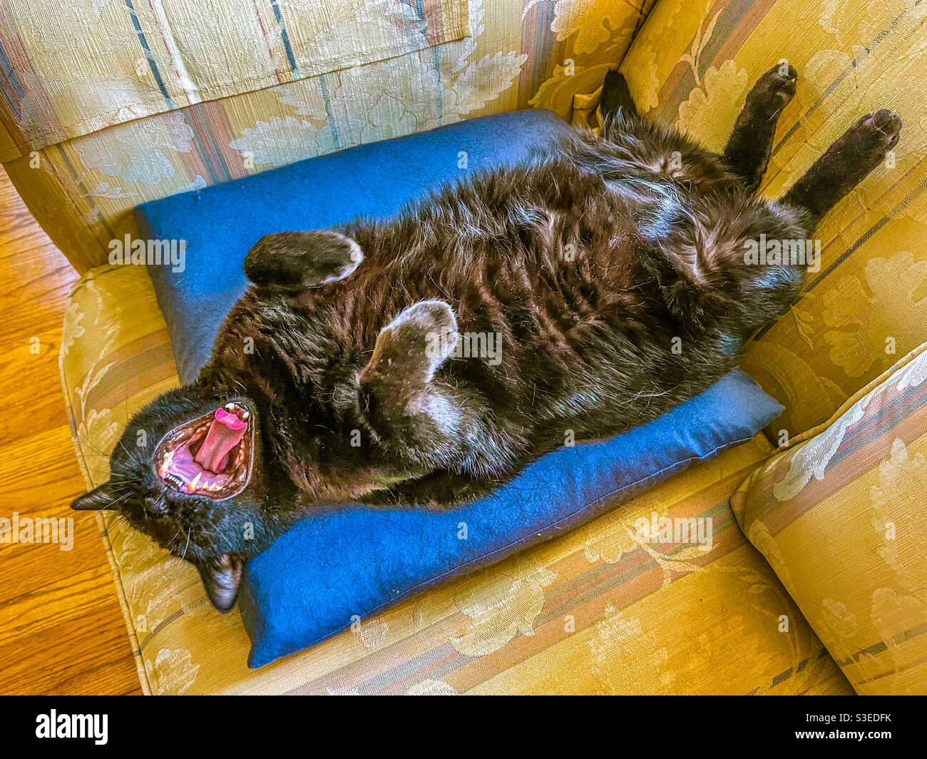Black cat lying on back yawning. Stock Photo