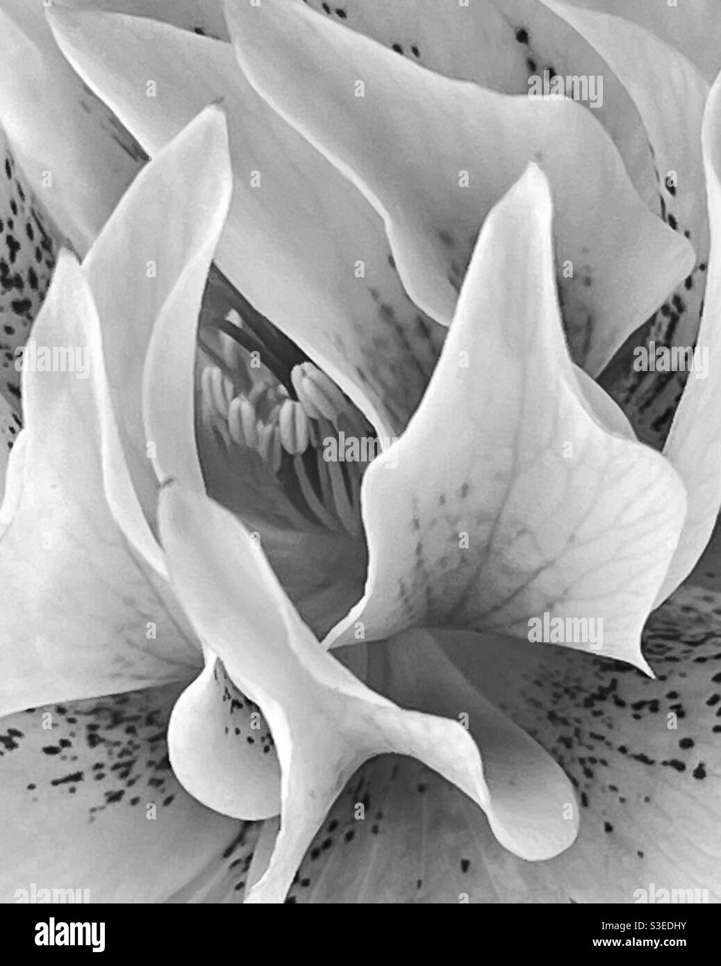 Close up macro of the centre of a hellebore or Lenten rose flower in black and white. Stock Photo