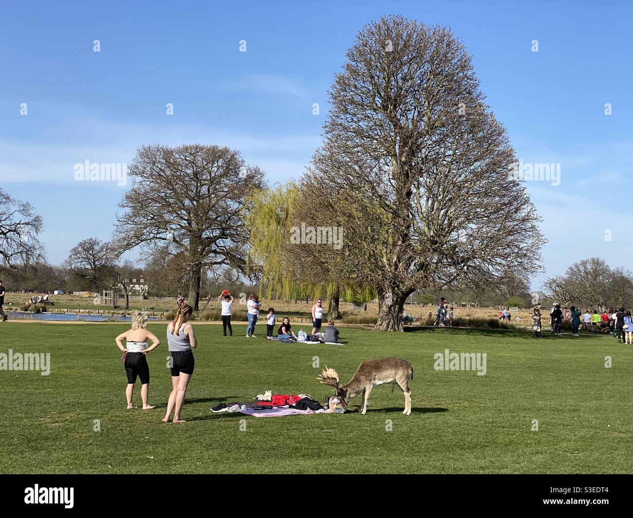 Oh Deer - a Fallow Deer in Bushy Park gets a bit too close to some picnicers - Smartphone Captured Stock Image
