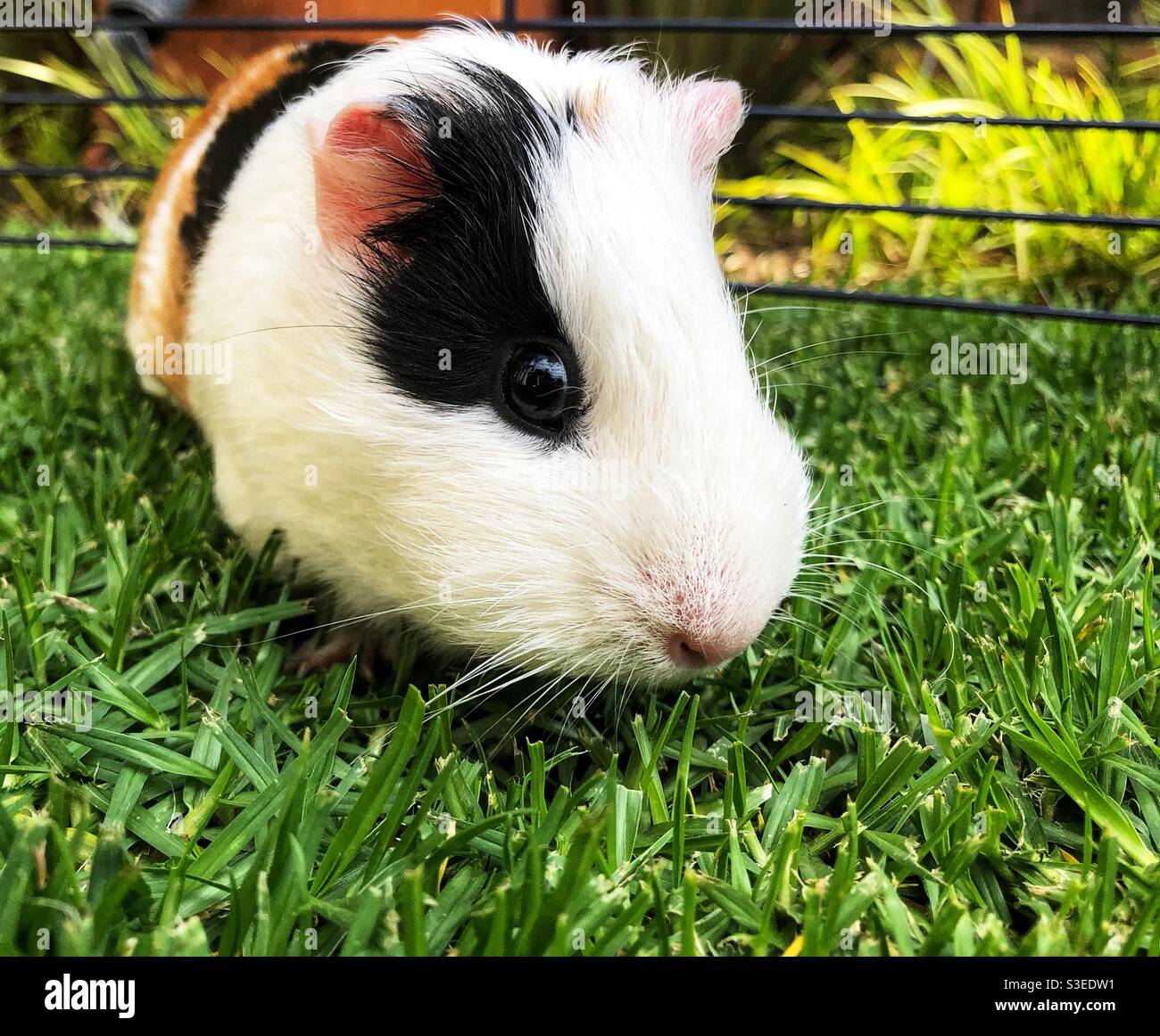 Tri-colour guinea pig with black eye patch eating grass - Smartphone Captured Stock Image