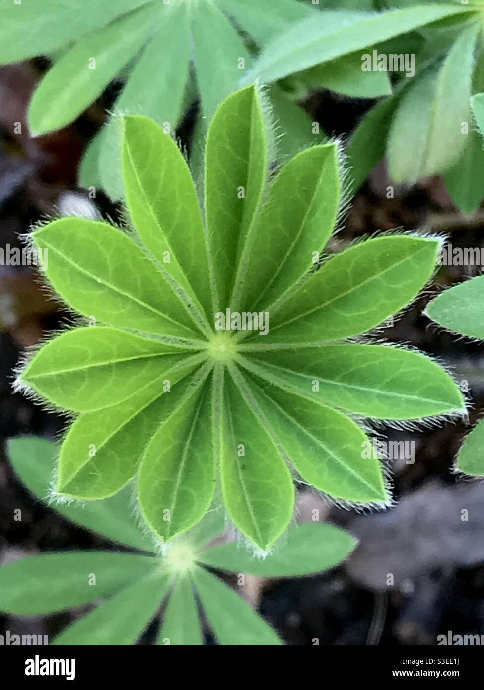 Home grown lupin plants. March 2021. Stock Photo