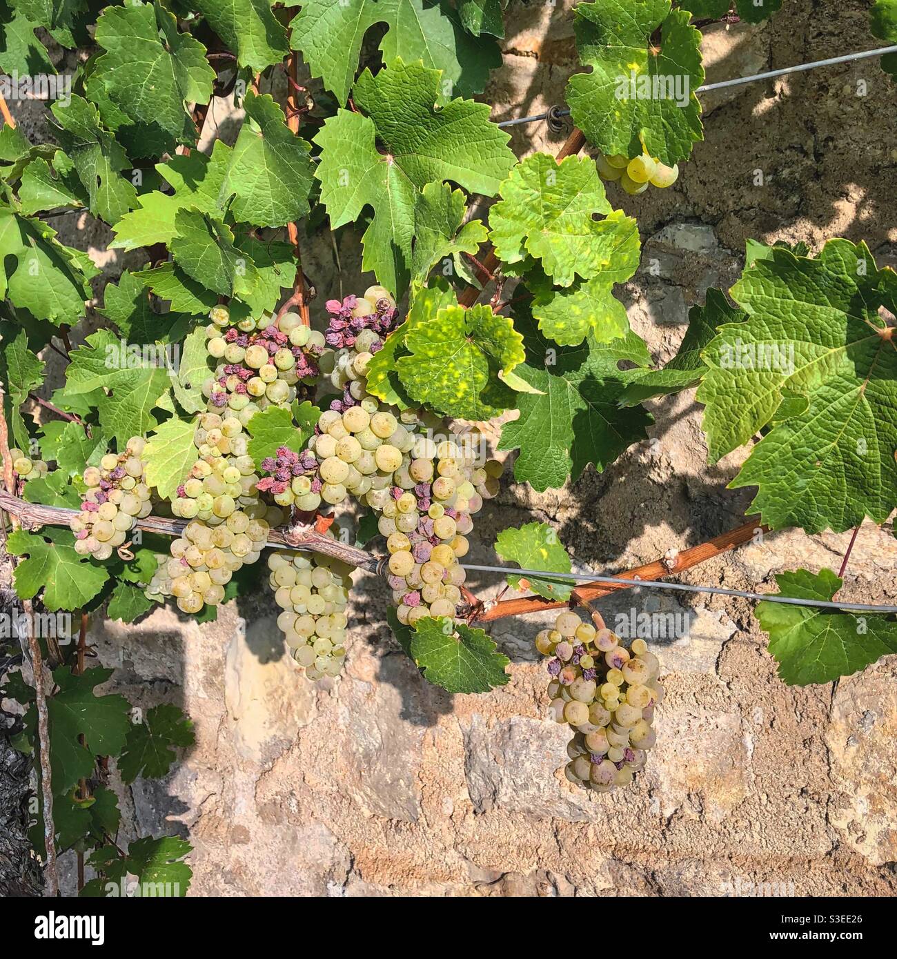 Wine grapes growing at an ancient fortress wall at Marienberg hill in Würzburg, Germany. - Smartphone Captured Stock Image