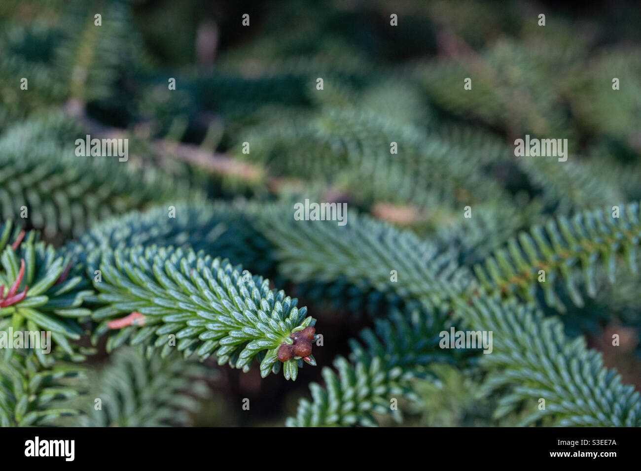 Closeup of some bluish/greenish branches of a Spruce tree Stock Photo