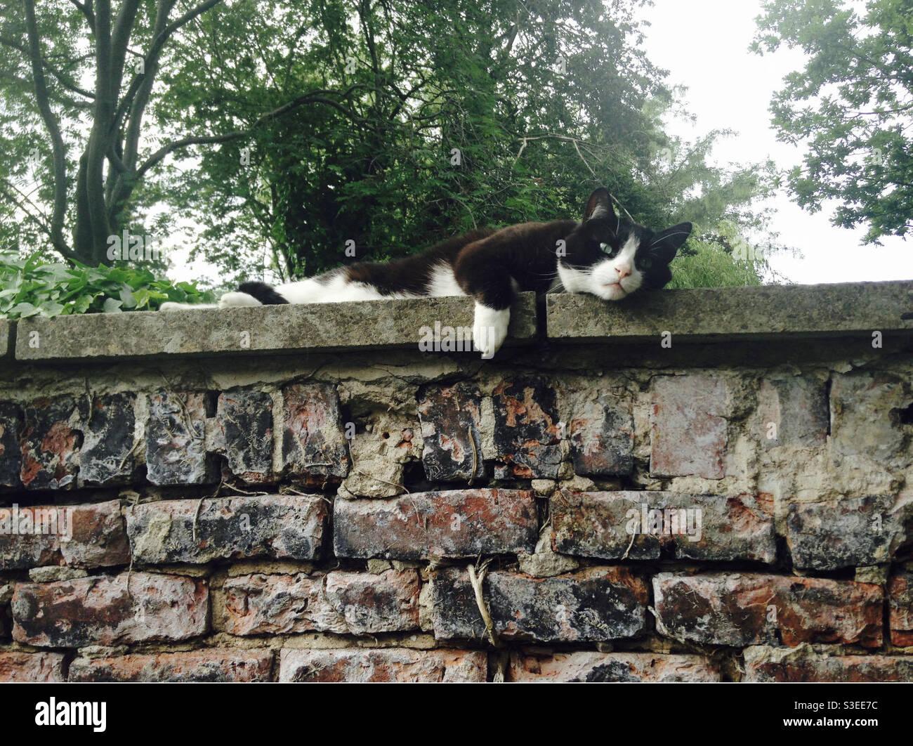 Cat on a Wall Stock Photo Alamy