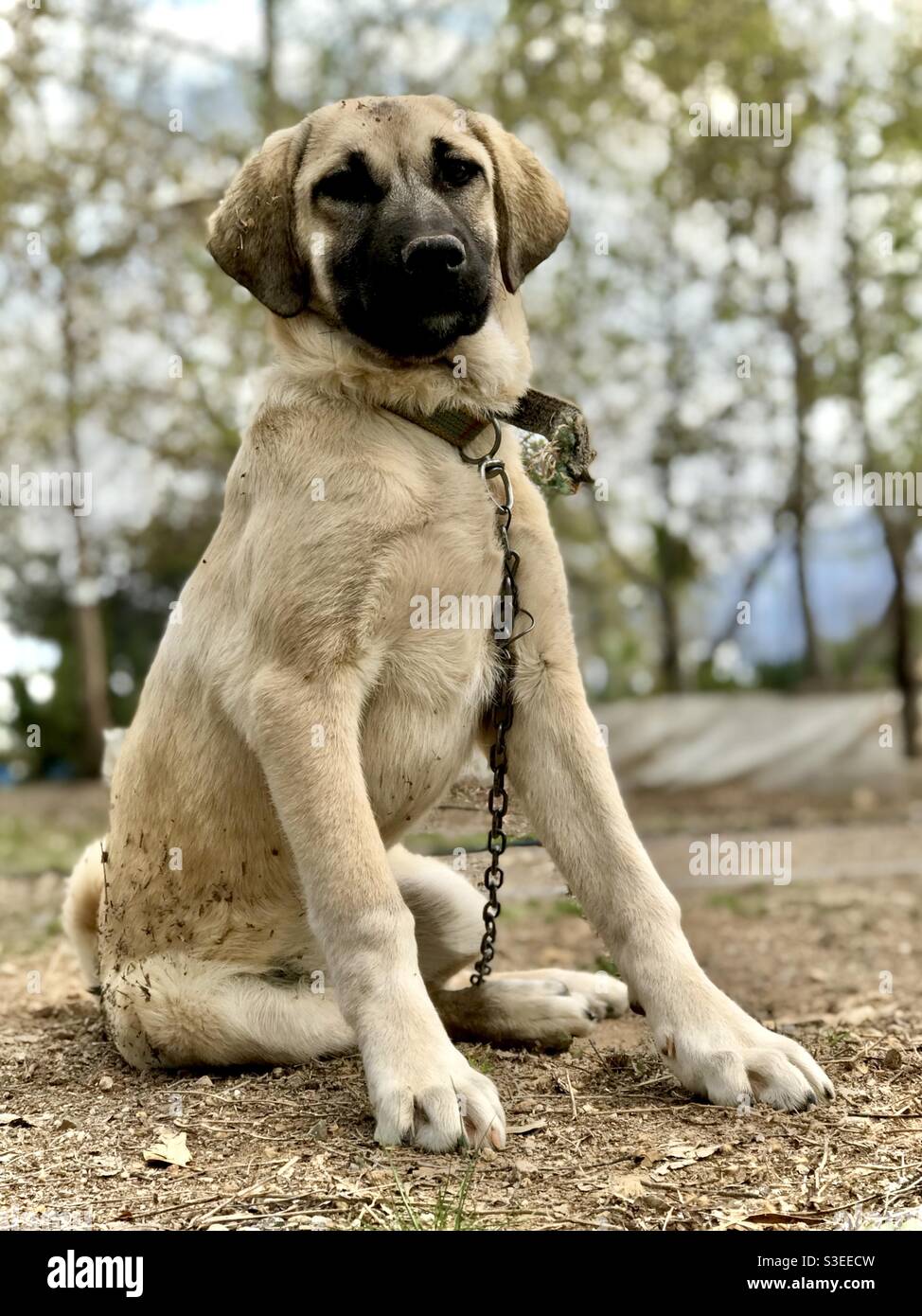 The world famous Turkish dog Kangal, Fang, puppy, his name is Mia Stock Photo
