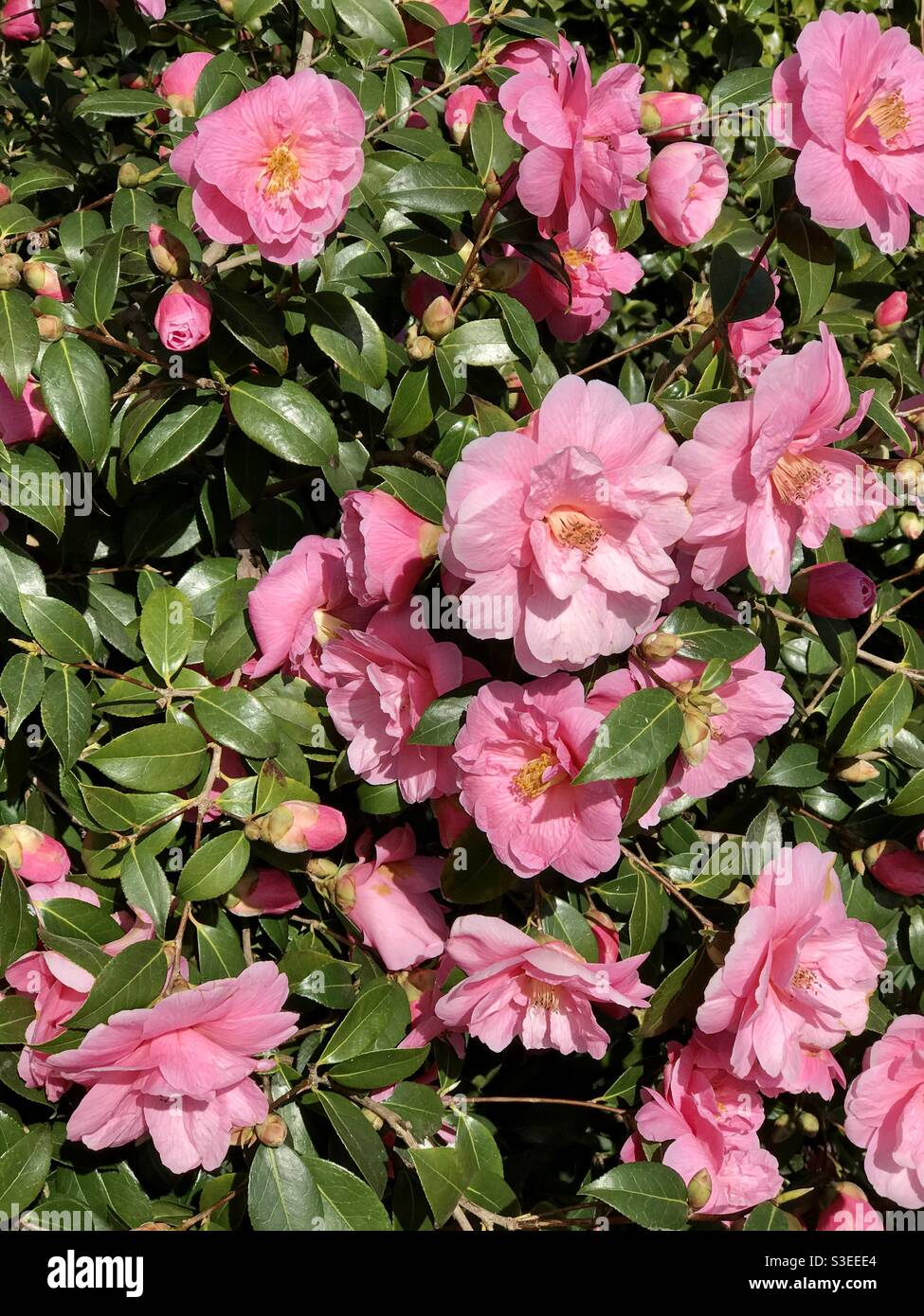 Japonica Pink Camellia in full bloom Stock Photo Alamy