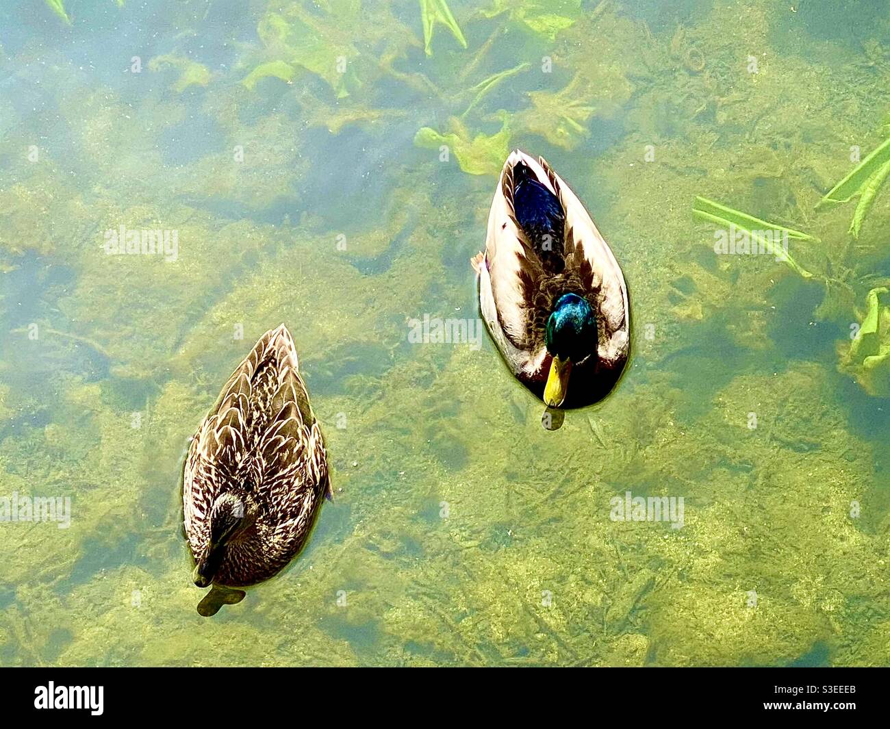 Ducks in river - Smartphone Captured Stock Image Ducks in river - Smartphone Captured Stock Image