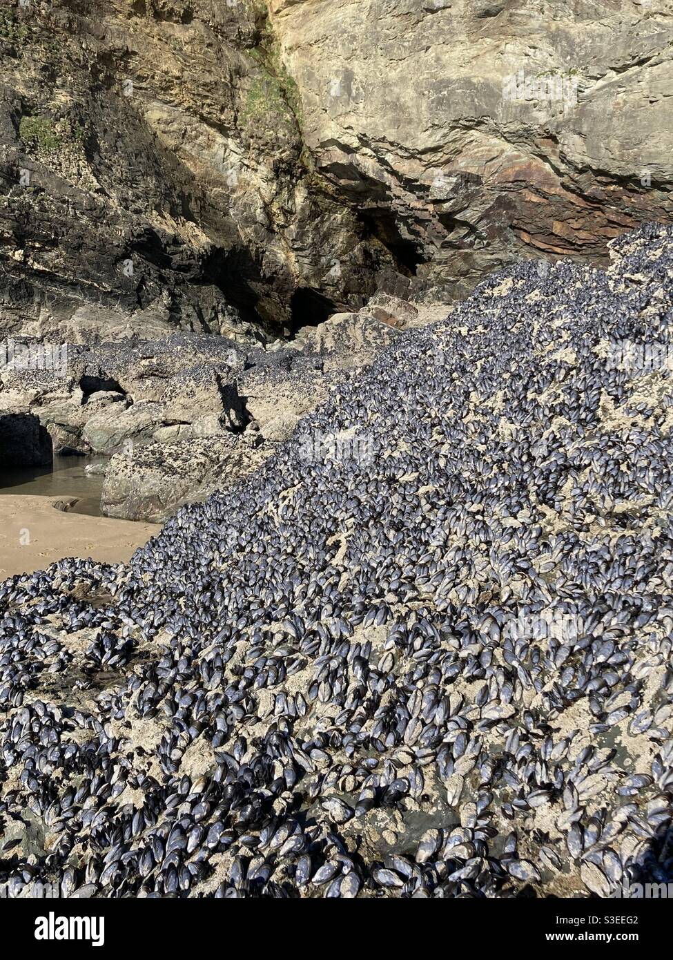 Mussels cover rocks below cliffs on a Cornish beach at low tide - Smartphone Captured Stock Image