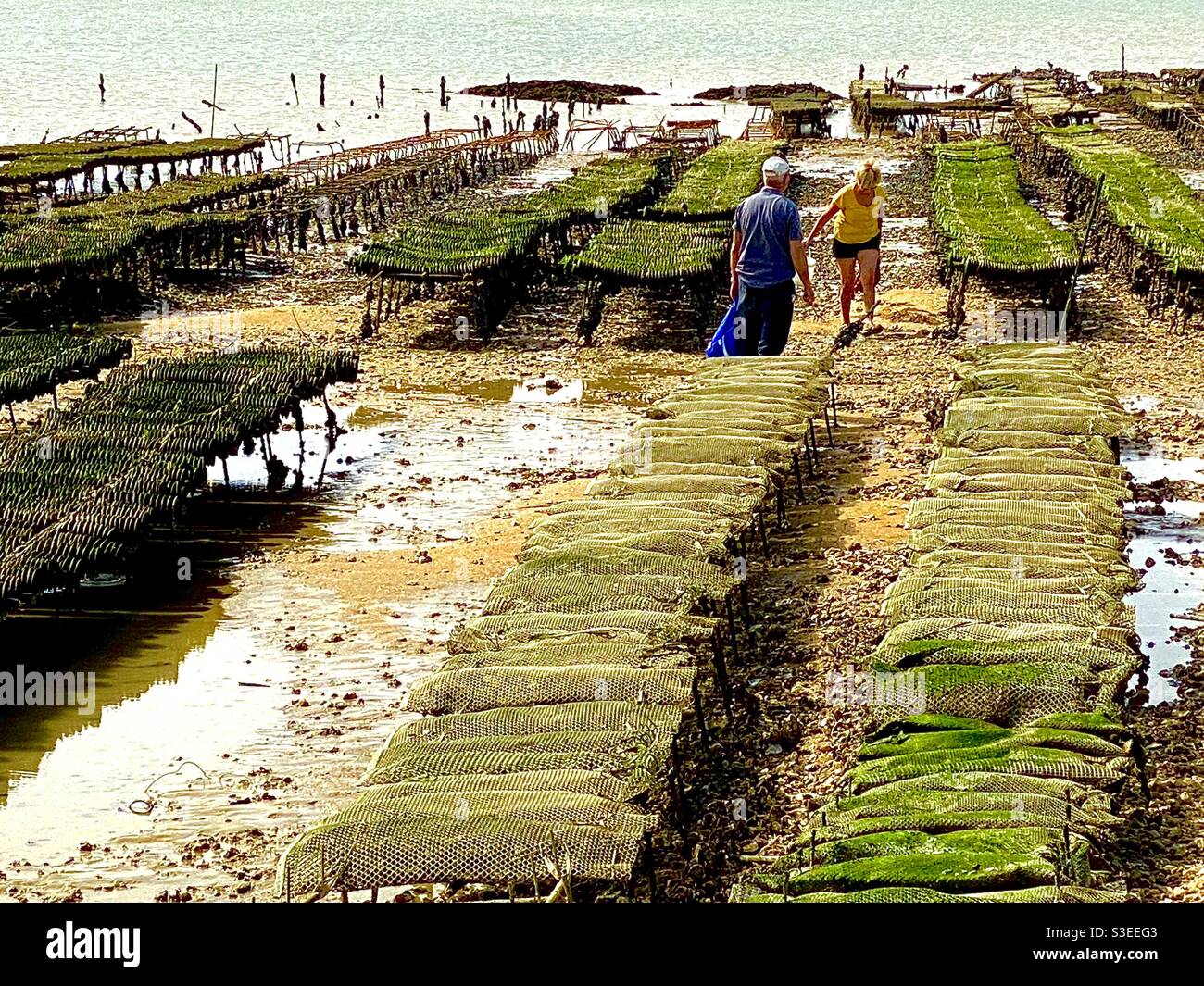 Oyster beds Stock Photo