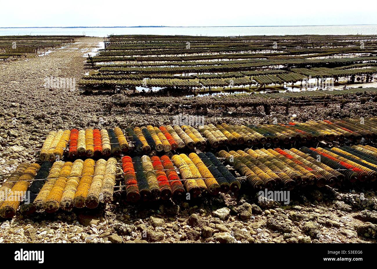 Mussel and oyster beds - Smartphone Captured Stock Image