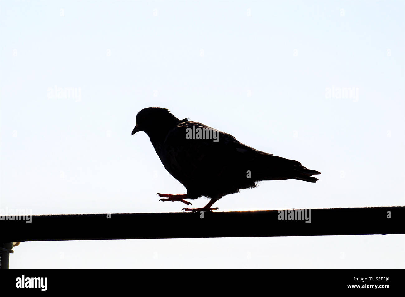 Walking bird silhouette close up - Smartphone Captured Stock Image