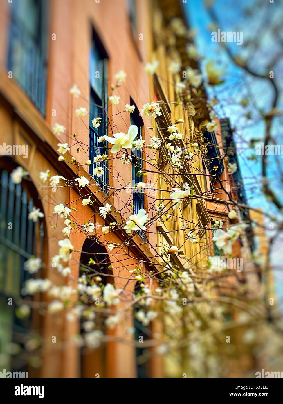 Flowers beginning to bloom NYC - Smartphone Captured Stock Image