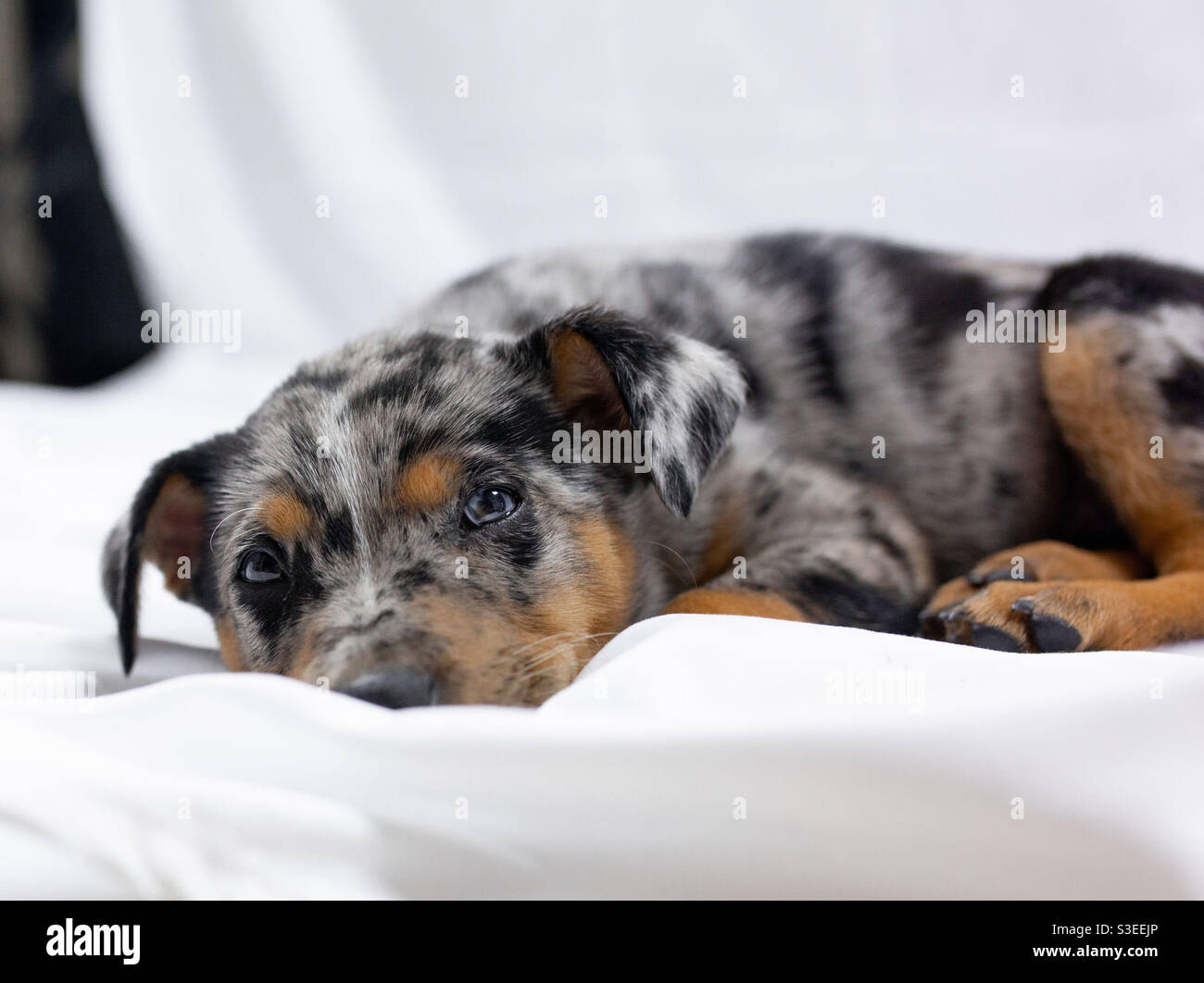 Puppy with brown and blue eye Stock Photo - Alamy