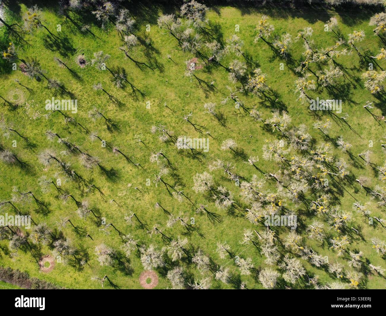 Spring in the orchard hi-res stock photography and images - Alamy