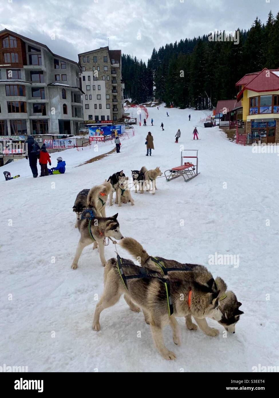 Dog sledding winter resort. Sled dog team of 9 waiting for adventure ride in the Pamporovo winter resort in The Rhodopes mountain, Bulgaria, Eastern Europe, Balkans. - Smartphone Captured Stock Image