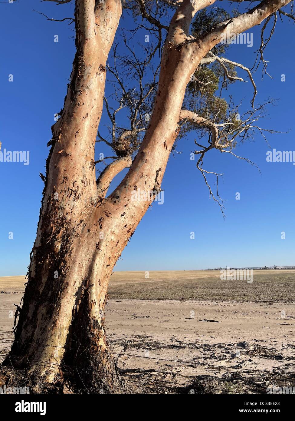Outback trees in paddock Stock Photo