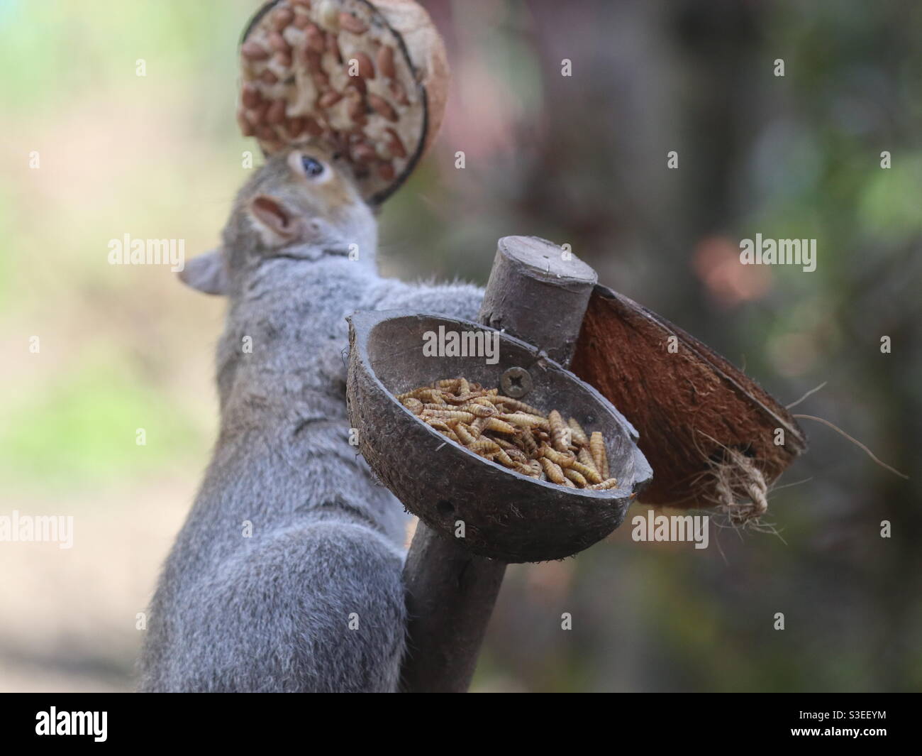 Give me nuts everyday - Smartphone Captured Stock Image