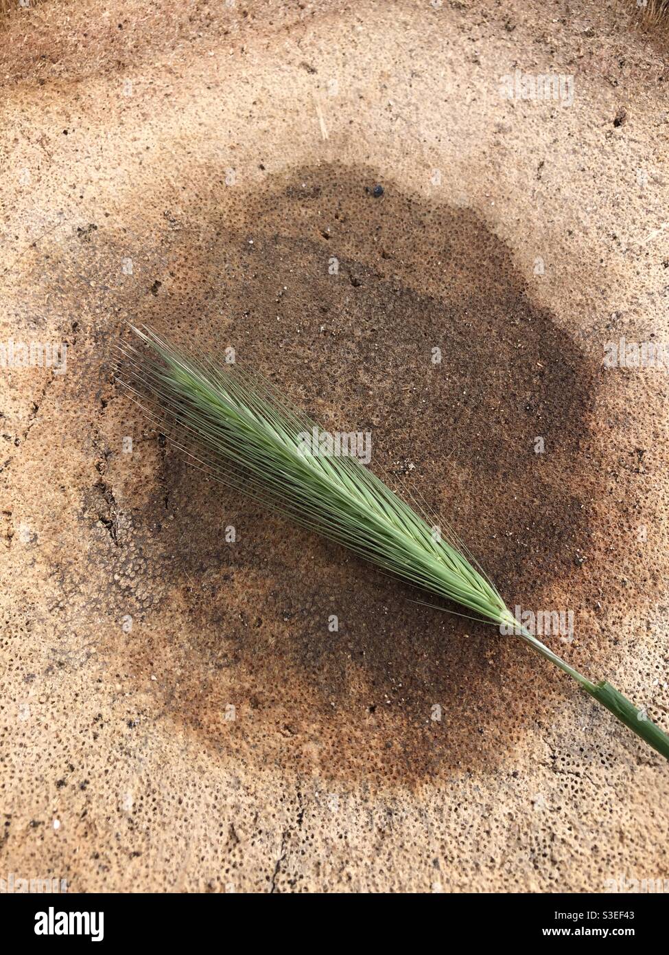 Wheat on wood surface - Smartphone Captured Stock Image