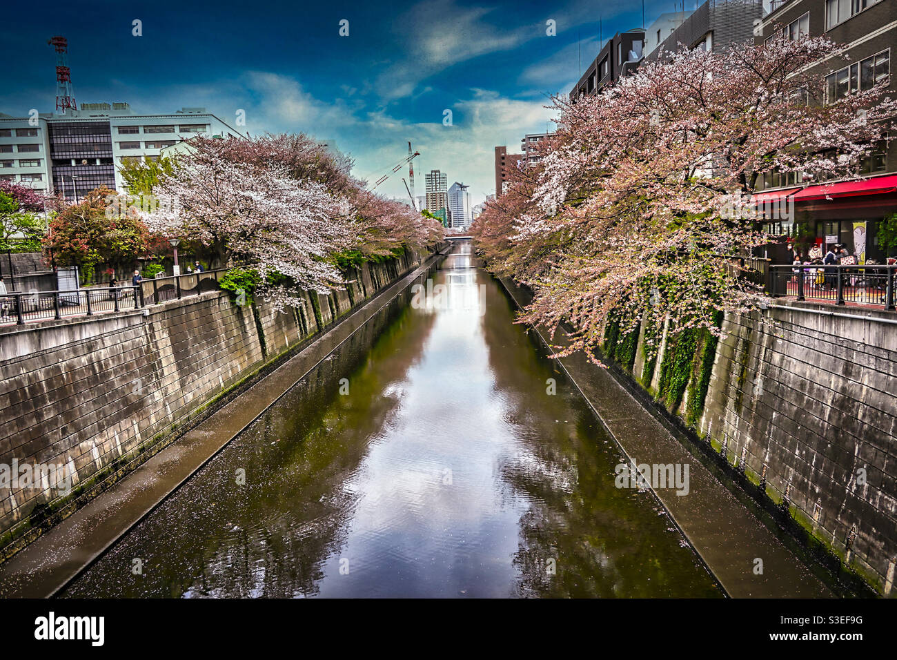 Meguro, Tokyo in Spring, Cherry Blossom, Meguro River Stock Photo
