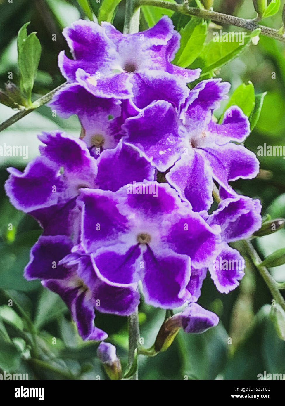 Macro of Delightful white edged brilliant purple Geisha Girl flowers blooming in the sunshine against a green foliage background. Duranta repens Stock Photo