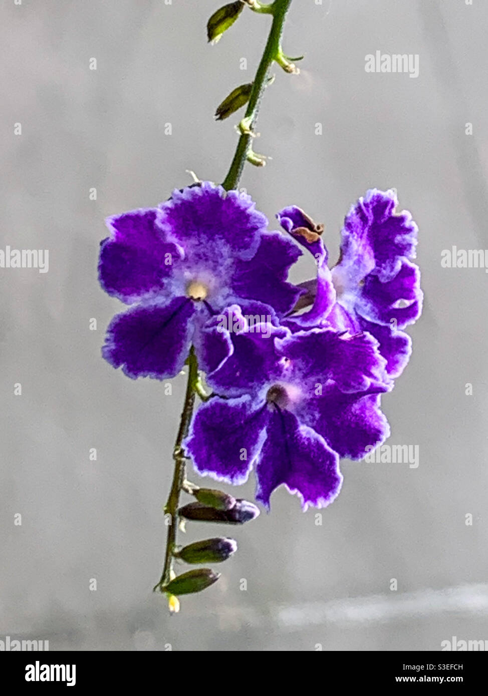 Three beautiful purple Geisha Girl flowers,  Duranta repens, on soft blurred pale grey background Stock Photo