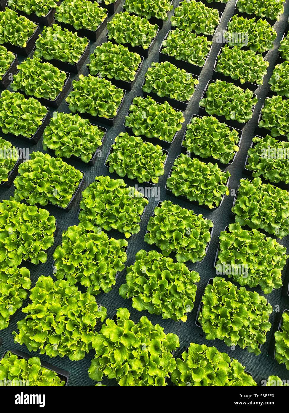 Young lettuces growing in a French nursery Stock Photo Alamy