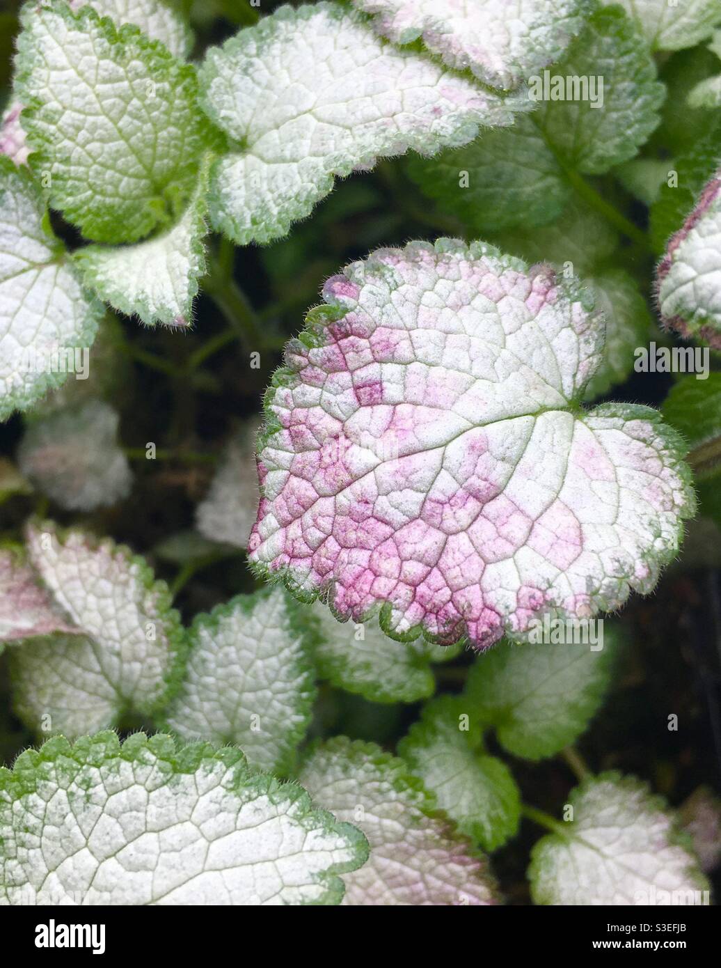 Lamium maculatum Beacon Siver - close-up of leaves with green, white and pink colouration. Taken in London, UK. Stock Photo