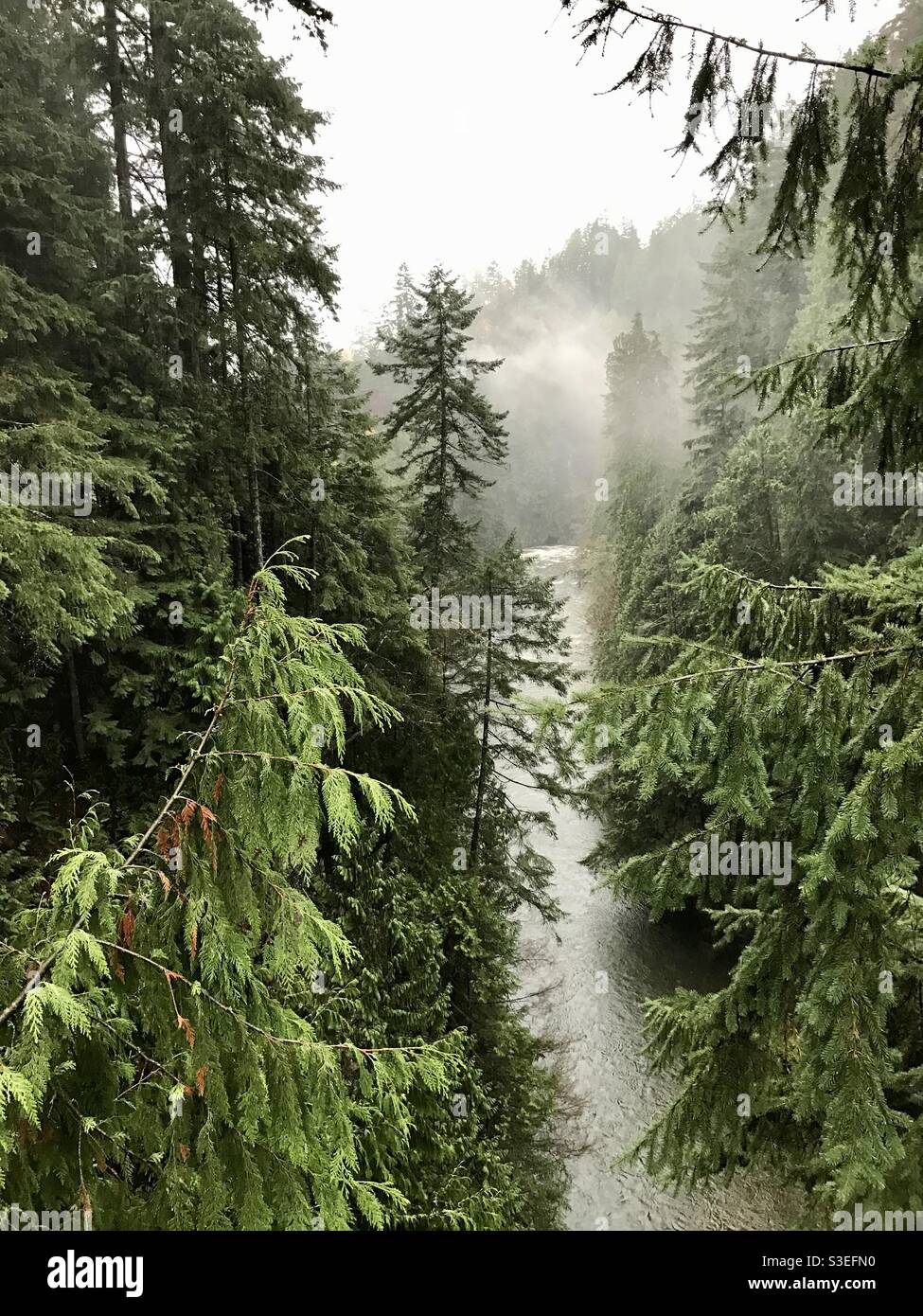 Trees in the mist Stock Photo - Alamy