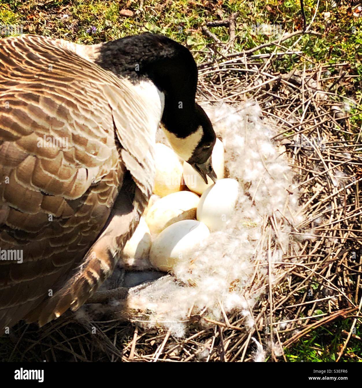 A mother Canadian goose tending to her eggs Stock Photo