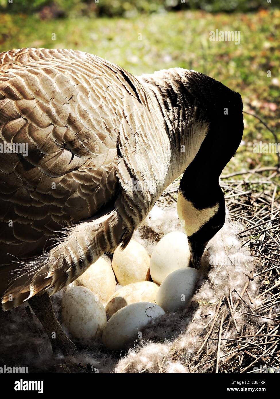 Canadian goose mother tending to her eggs Stock Photo - Alamy