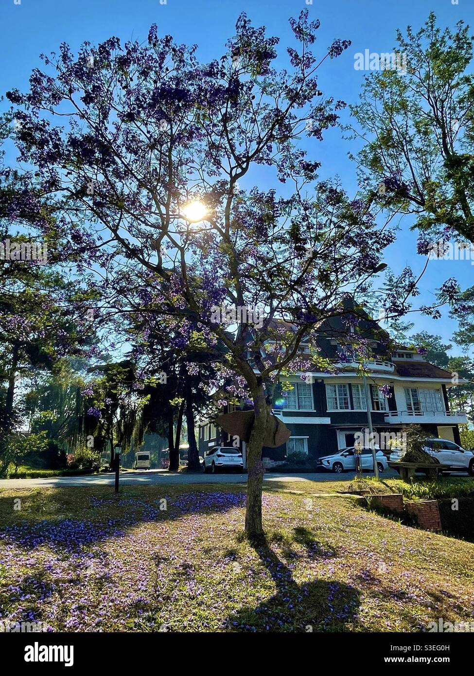 purple phoenix season Stock Photo Alamy