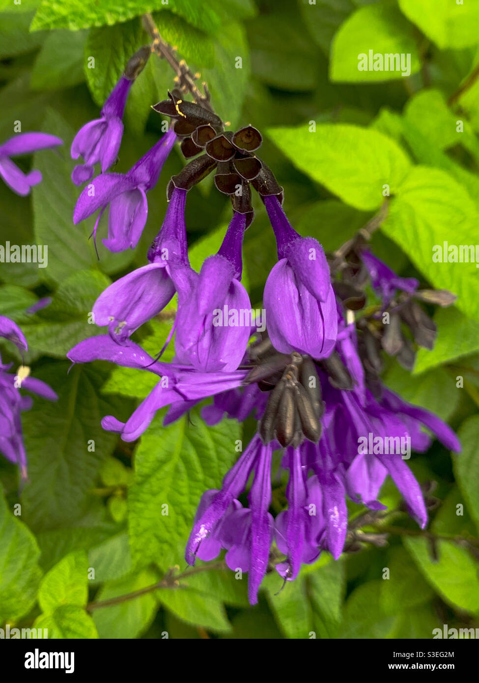 Black and blue Salvia flowers against green leaves,  leafy foliage - Smartphone Captured Stock Image