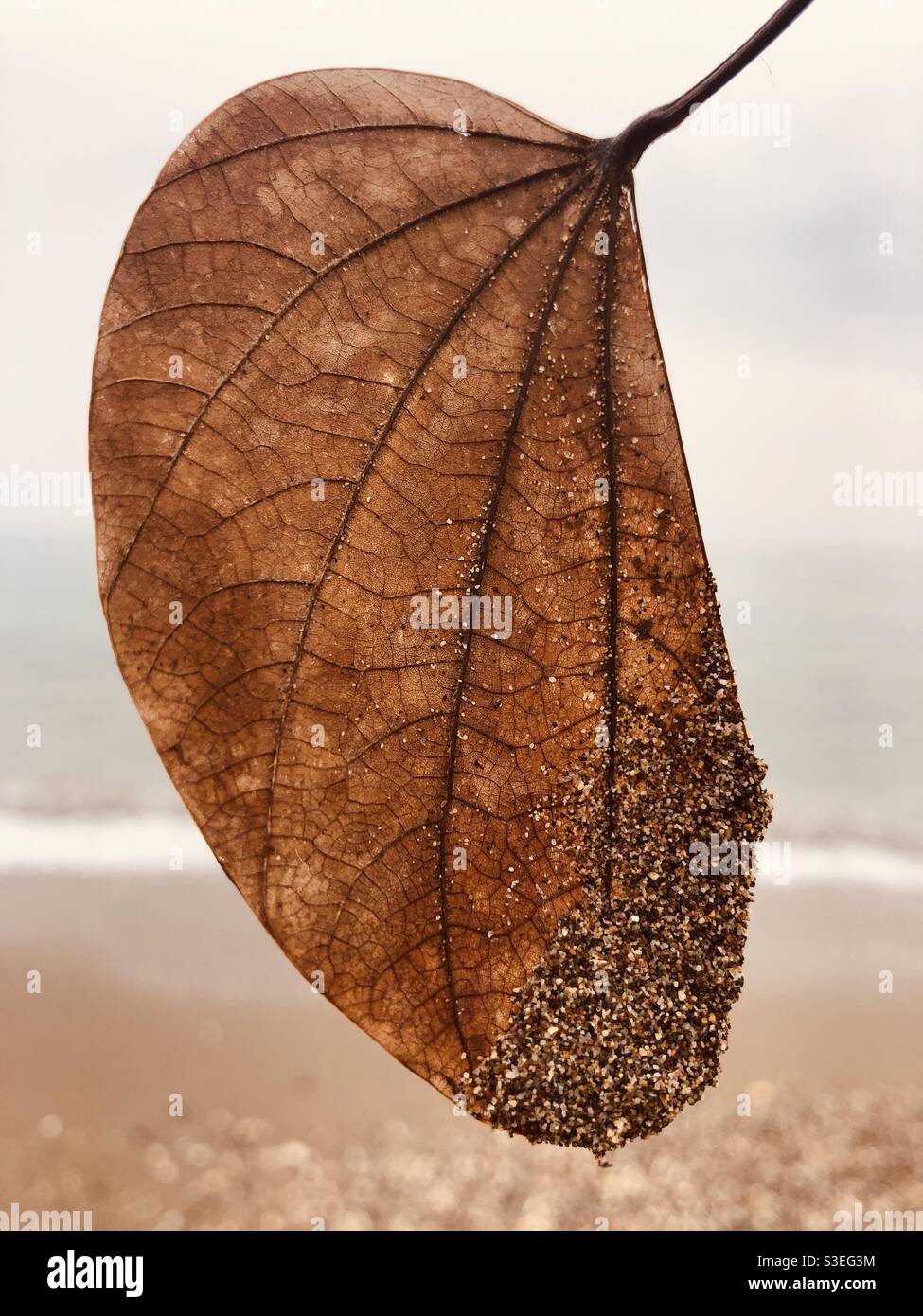 Dried out leaf by the sea - Smartphone Captured Stock Image