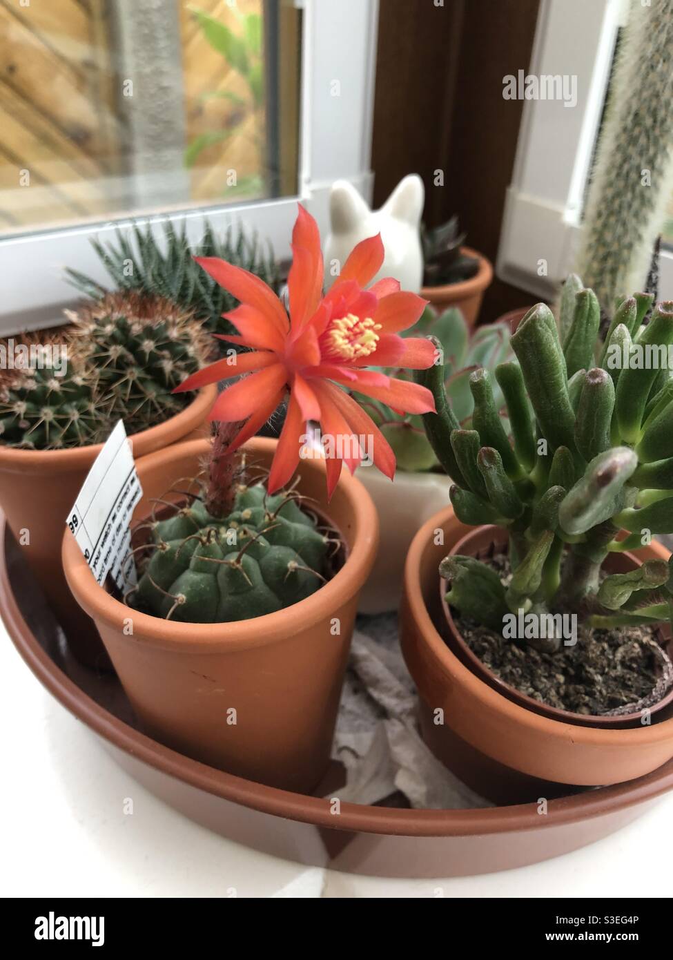 Cacti in flower pots hires stock photography and images Alamy