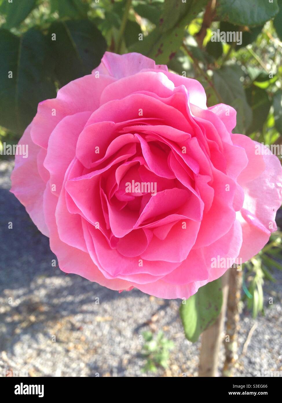 Beautiful millefiori pink rose growing in an English garden. Stock Photo