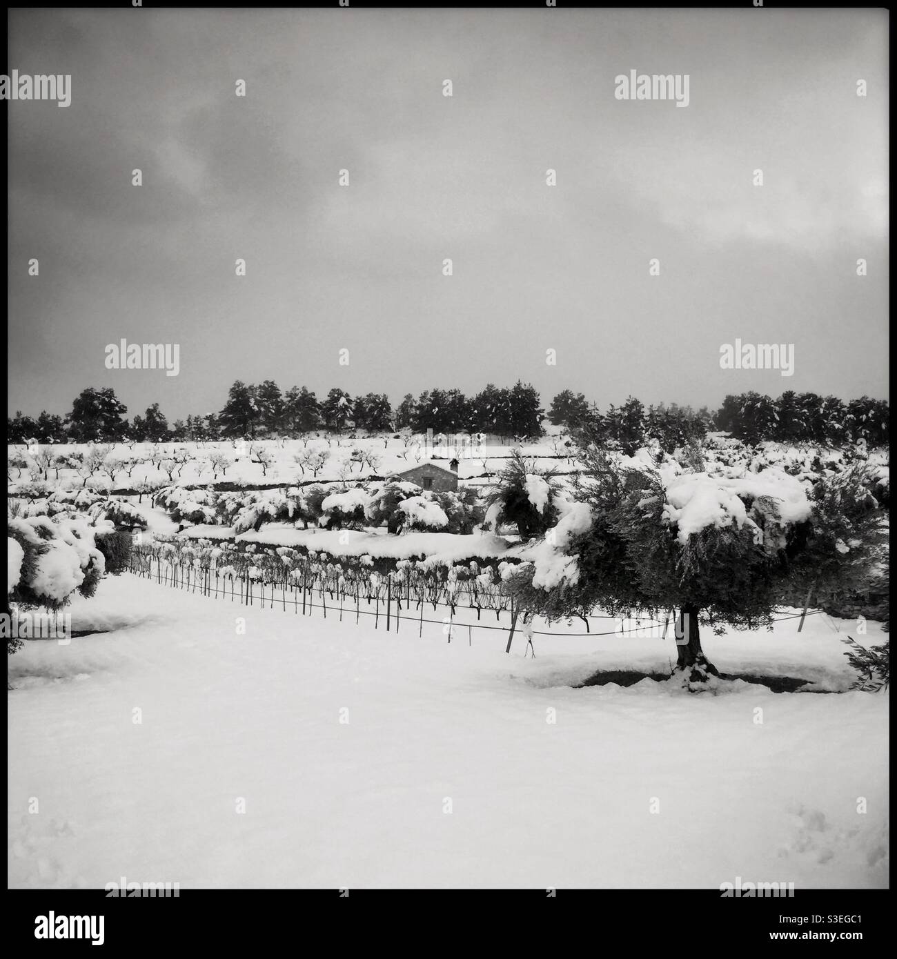 Storm Filomena, Catalonia, Spain. - Smartphone Captured Stock Image
