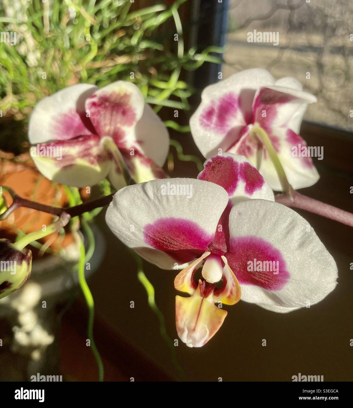 Sunlit orchids hi-res stock photography and images - Alamy