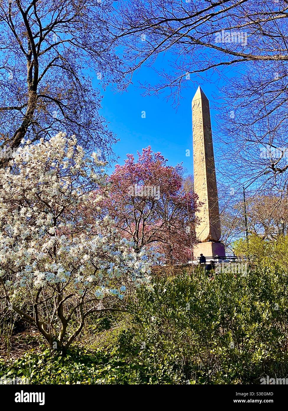 Flowering trees in Central Park NYC - Smartphone Captured Stock Image