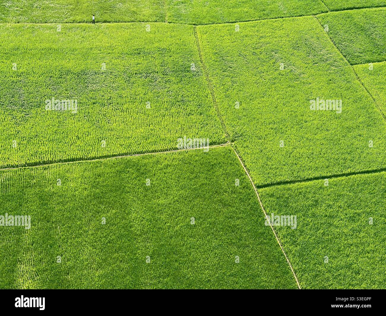 Paddy fields cultivation hi-res stock photography and images - Alamy