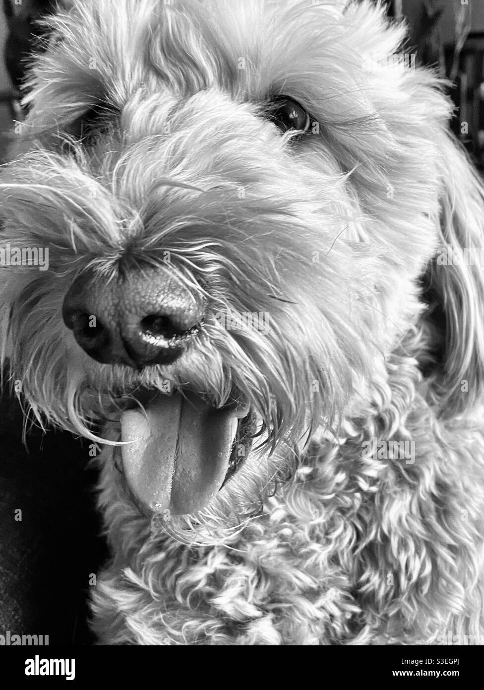 Smiling golden doodle portrait - Smartphone Captured Stock Image