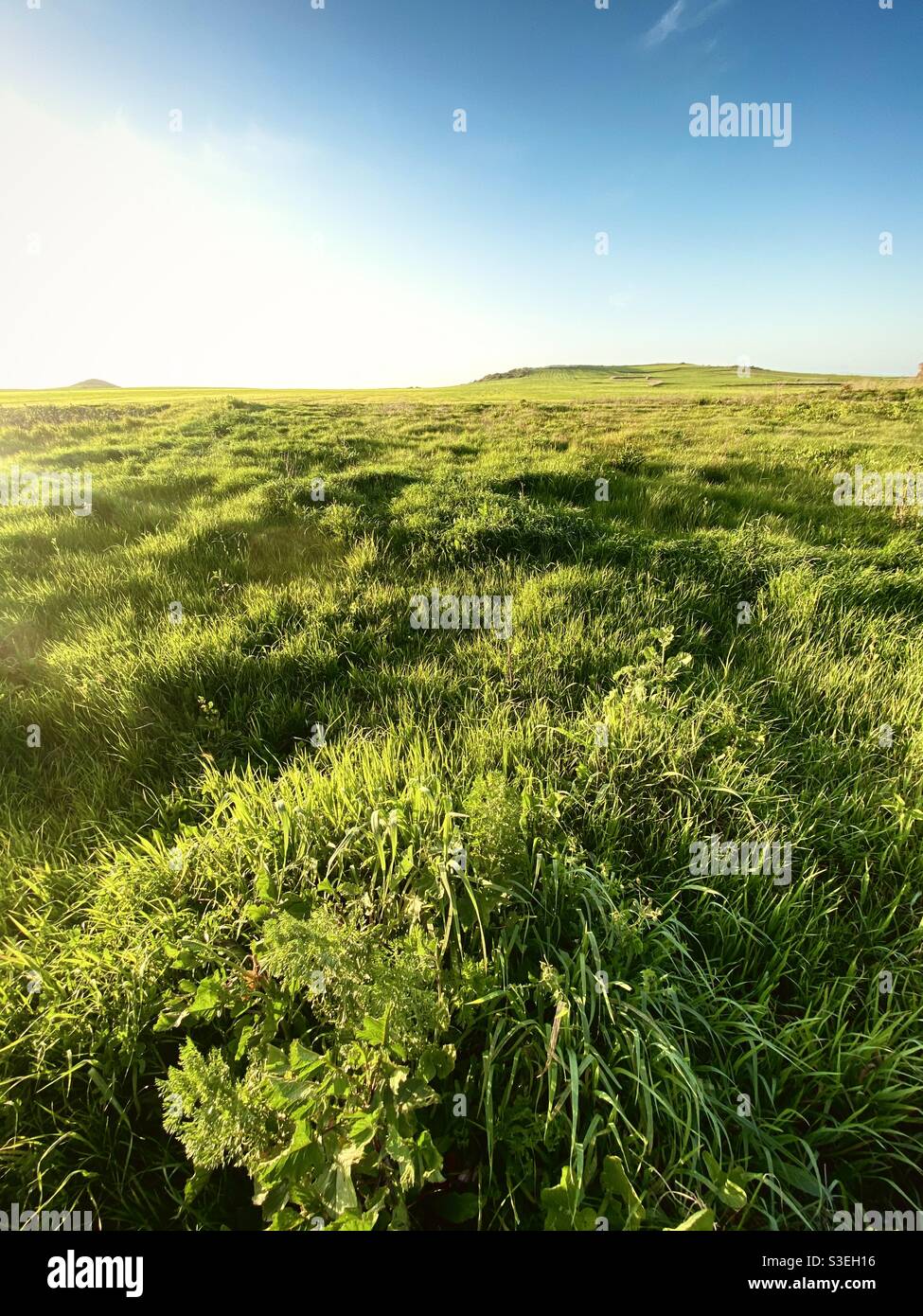 A green grassland field lighted by a bright sunlight. Stock Photo
