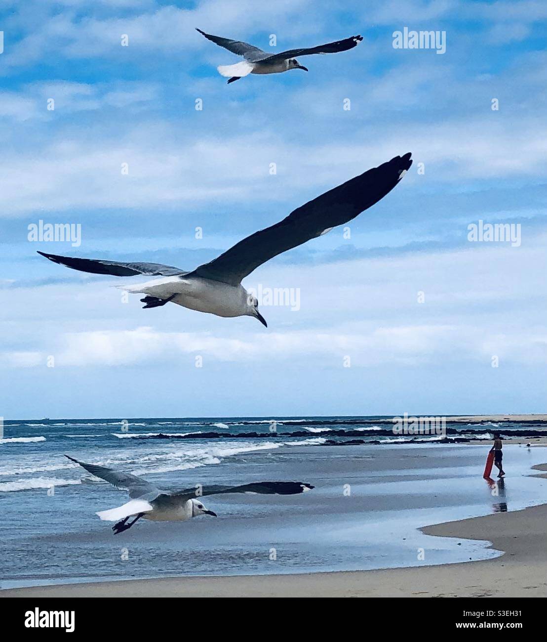A trio of seagulls at the beach - Smartphone Captured Stock Image